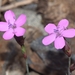 Common Stinging Pink - Photo (c) faluke, some rights reserved (CC BY-NC), uploaded by faluke