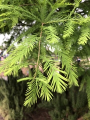 Taxodium distichum