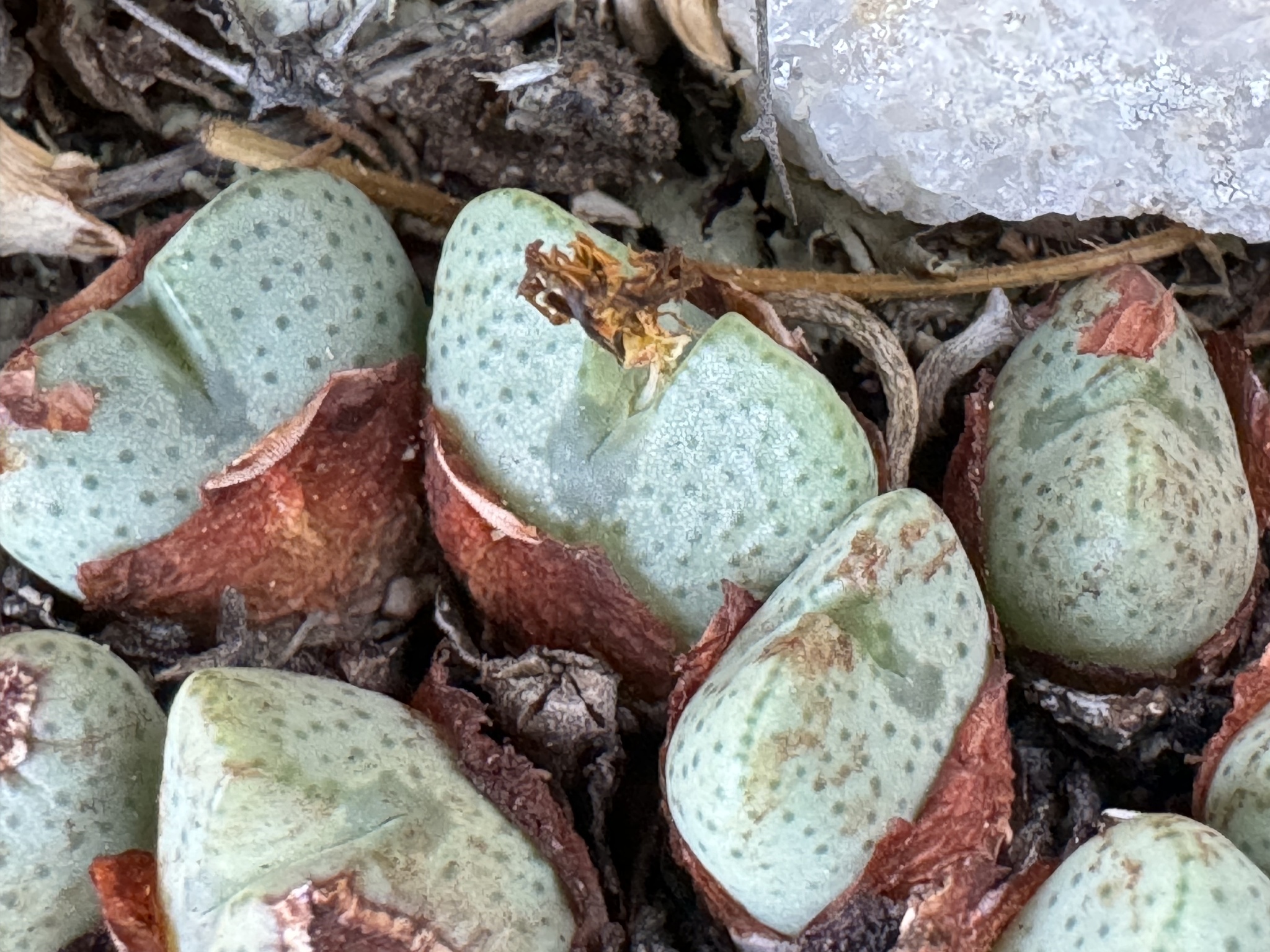 Conophytum bilobum · iNaturalist