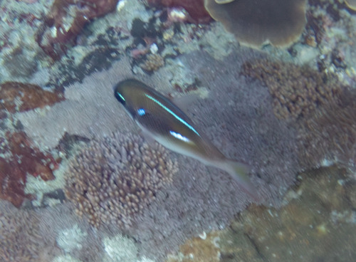 Oblique-bar Monocle Bream — seen at this dive site