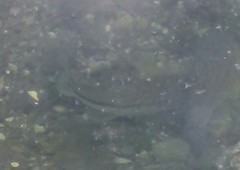 Micropterus salmoides