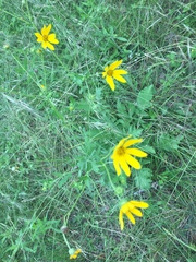 Engelmannia peristenia