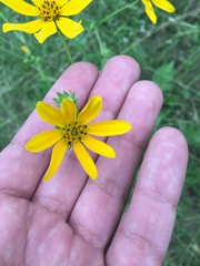 Engelmannia peristenia