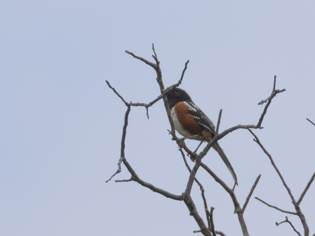 Spotted Towhee from San Diego County, CA, USA on May 22, 2024 at 09:32 ...