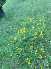 Engelmannia peristenia