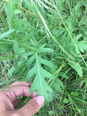 Engelmannia peristenia