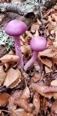 Cortinarius magellanicus