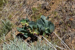 Asclepias cryptoceras davisii