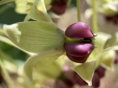 Asclepias cryptoceras davisii
