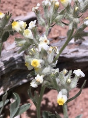 Oreocarya flavoculata