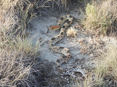Mexican Bull Snake photo 2