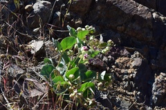 Asclepias cryptoceras davisii