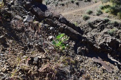 Asclepias cryptoceras davisii