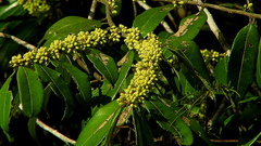 Casearia arborea