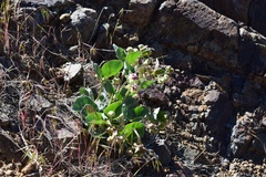 Asclepias cryptoceras davisii