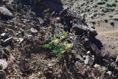Asclepias cryptoceras davisii