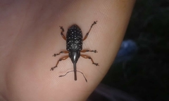 Heilipodus erythropus