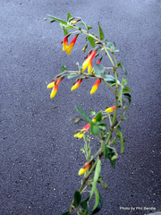 Justicia floribunda