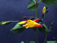 Justicia floribunda