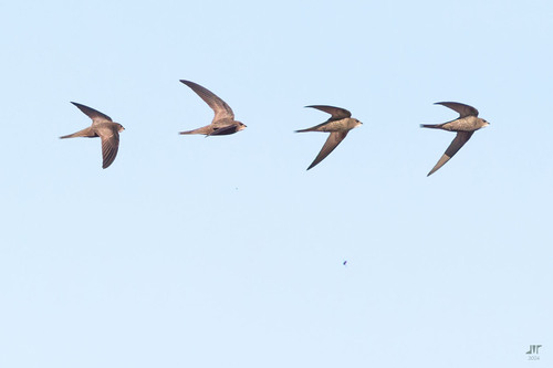 Pallid Swift, 06840 Alange, Badajoz, España, photo 10 of 10