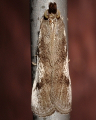 Peoria longipalpella