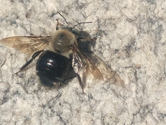 Xylocopa tabaniformis androleuca