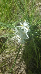 Leucocrinum montanum
