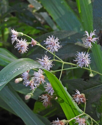 Image of Vernonanthura tweedieana by no rights reserved