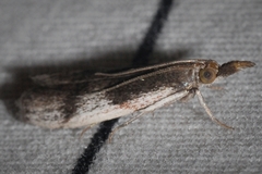 Peoria longipalpella