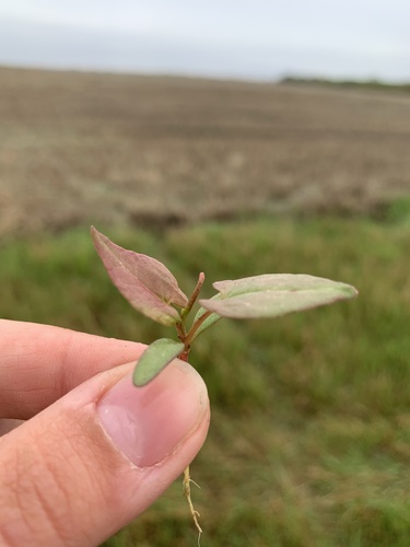 Black-bindweed