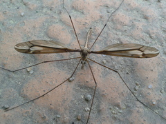 Tipula nova