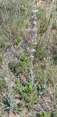 Penstemon fendleri