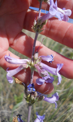 Penstemon fendleri