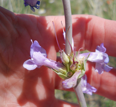 Penstemon fendleri