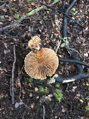 Cortinarius castoreus
