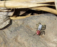 Habronattus decorus