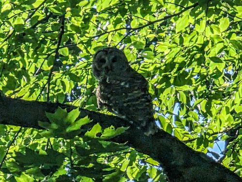 Barred Owl photographed in Pennsylvania