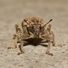 Listroderes difficilis