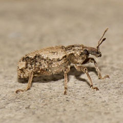 Listroderes difficilis