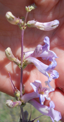Penstemon fendleri