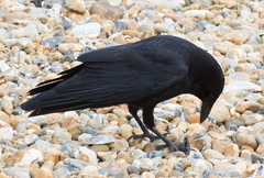 Corvus corone