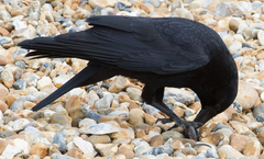 Corvus corone