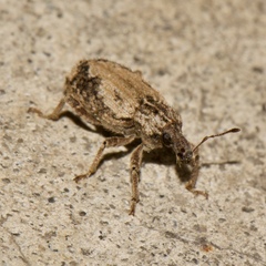 Listroderes difficilis