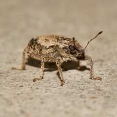 Listroderes difficilis