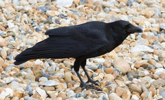 Corvus corone