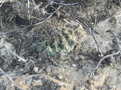 Coryphantha difficilis