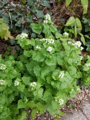 Alliaria petiolata