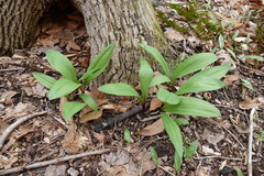 Allium tricoccum tricoccum