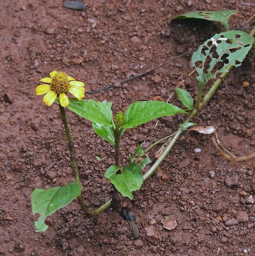 Oppositeleaf Spotflower (Acmella oppositifolia)