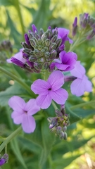 Hesperis matronalis